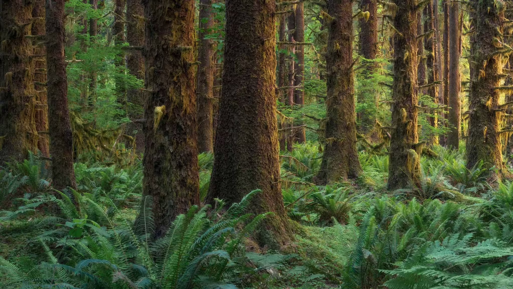 GlowingGroveWEB