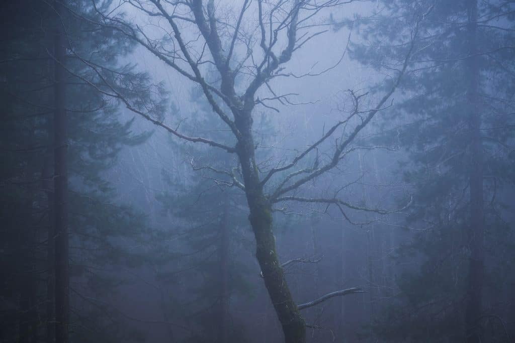 Soul Of Dark Nature