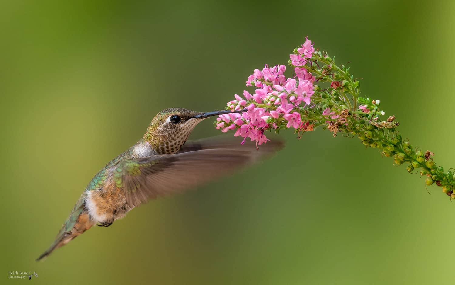 Photographing Hummingbirds - Nature Photographers Network