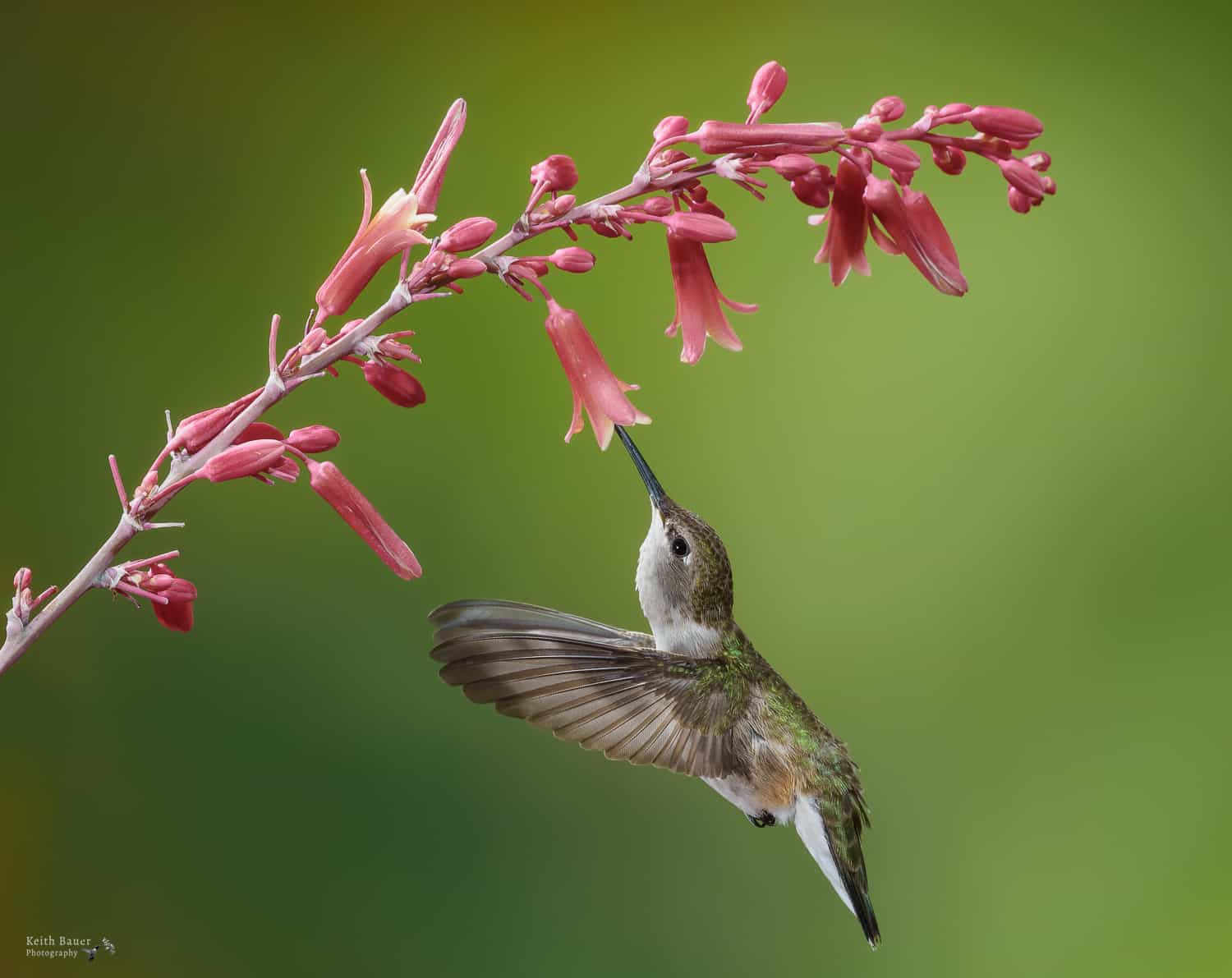 Photographing Hummingbirds - Nature Photographers Network