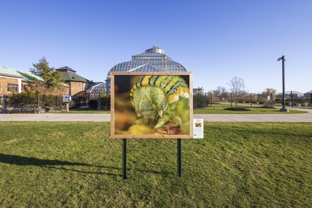 ferraro BINC owlet cat conservatory overlooked