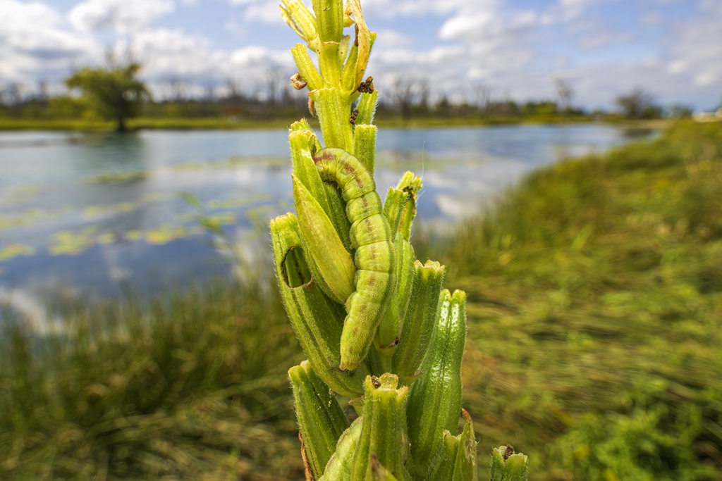 ferraro Primrose caterpillar