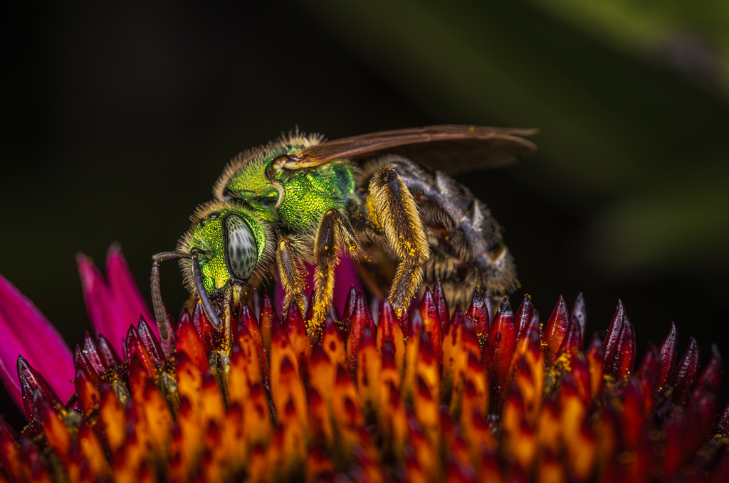 ferraro agapostemon coneflower