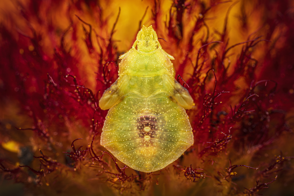 ferraro ambushbug nymph dorsal