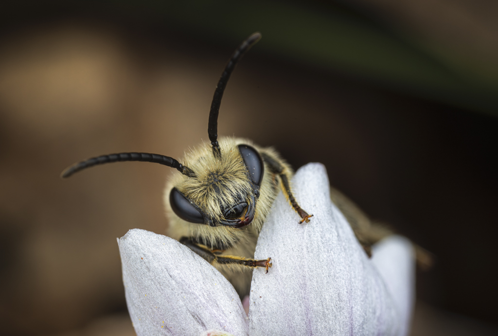 ferraro colletes springbeauty cupoty 2024