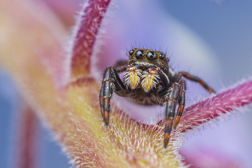 ferraro jumper lupine