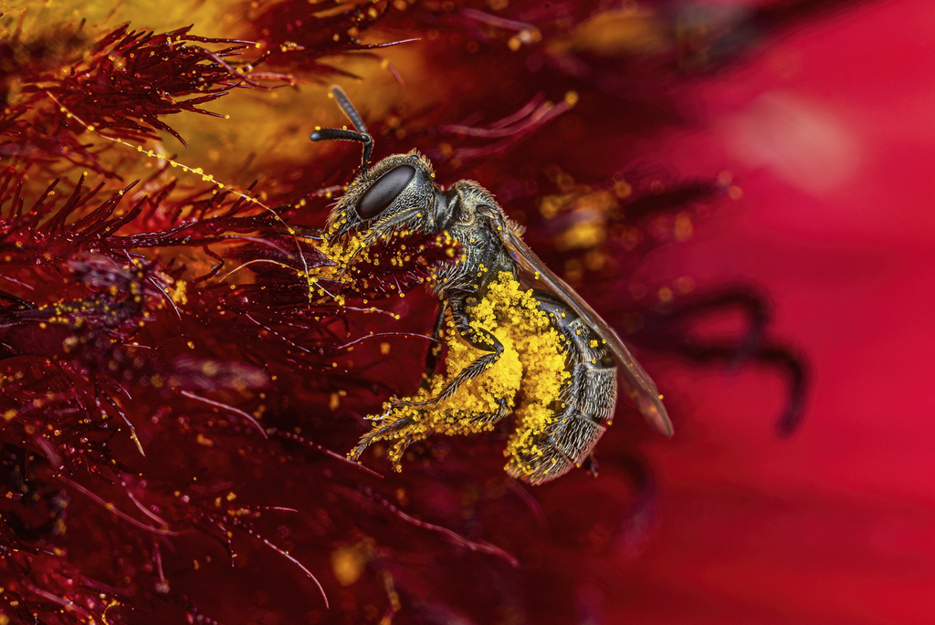 ferraro lasioglossum blanketflower