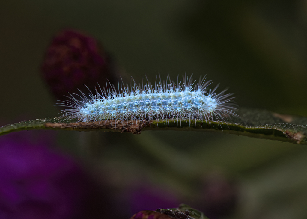 ferraro uv plume moth caterpillar