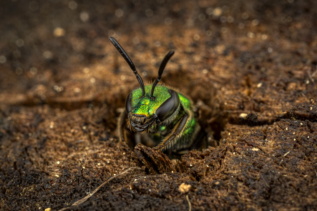 ferraro augochlora pura cropped